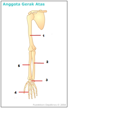 Gambar Struktur Tulang Tangan Budisma Gambar di Rebanas 